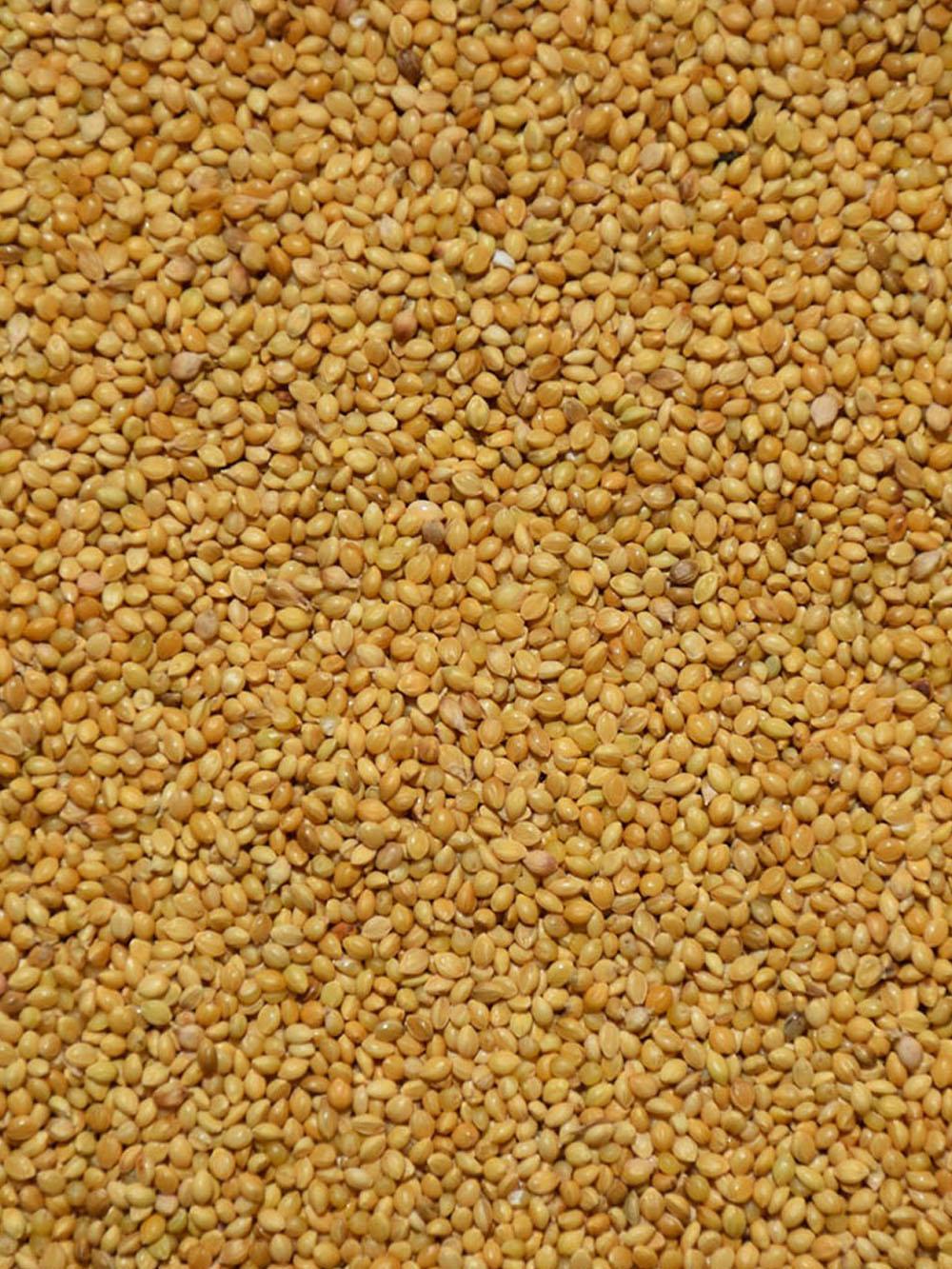 German Millet